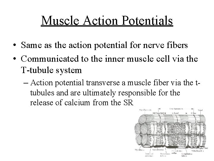 Muscle Action Potentials • Same as the action potential for nerve fibers • Communicated