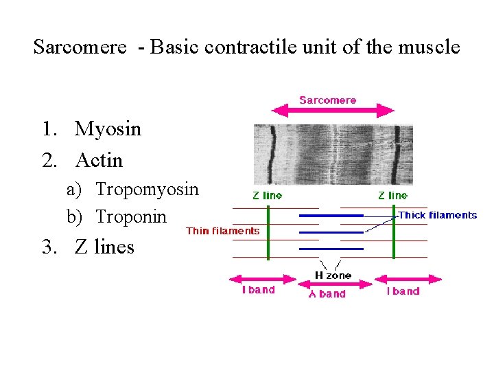 Sarcomere - Basic contractile unit of the muscle 1. Myosin 2. Actin a) Tropomyosin