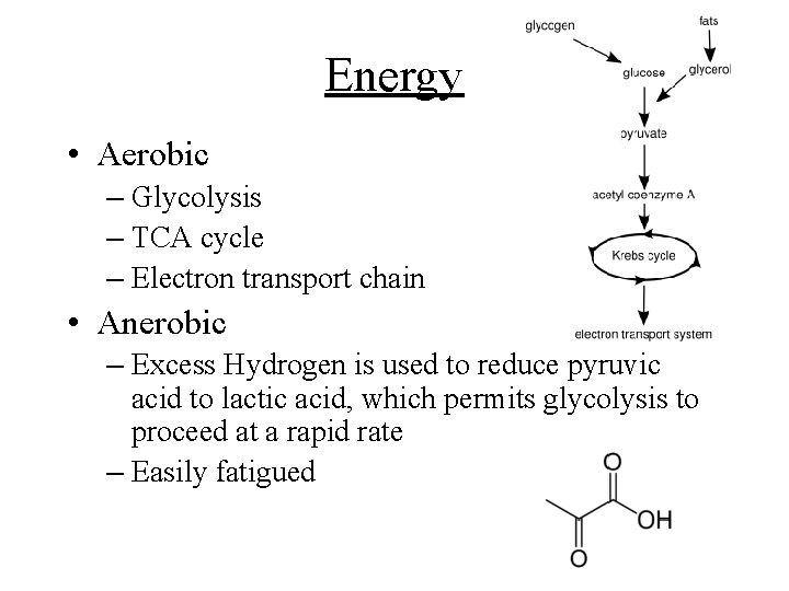 Energy • Aerobic – Glycolysis – TCA cycle – Electron transport chain • Anerobic