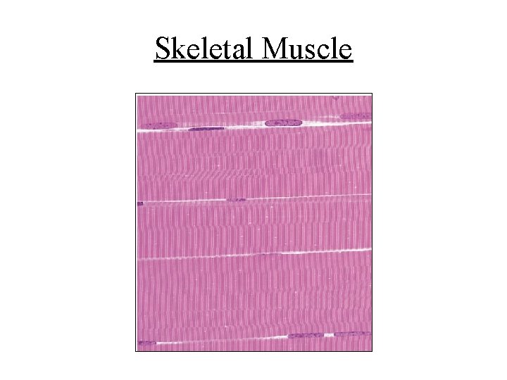 Skeletal Muscle 