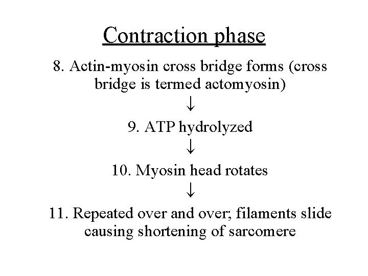 Contraction phase 8. Actin-myosin cross bridge forms (cross bridge is termed actomyosin) 9. ATP