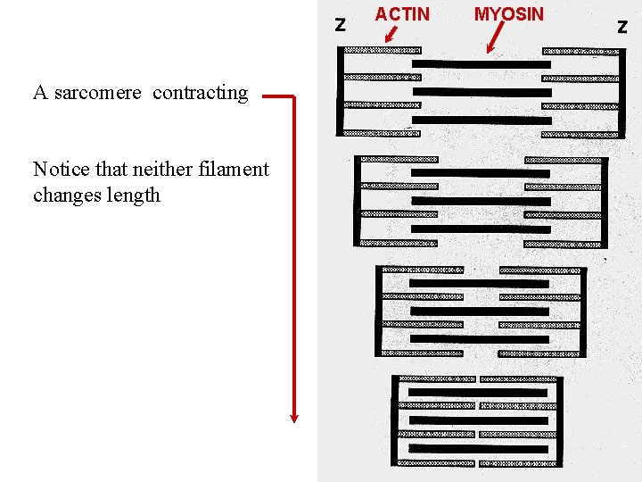 ACTIN A sarcomere contracting Notice that neither filament changes length MYOSIN 