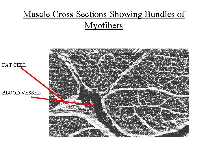 Muscle Cross Sections Showing Bundles of Myofibers FAT CELL BLOOD VESSEL 