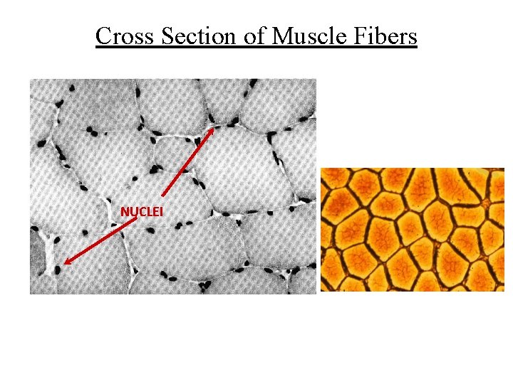 Cross Section of Muscle Fibers NUCLEI 