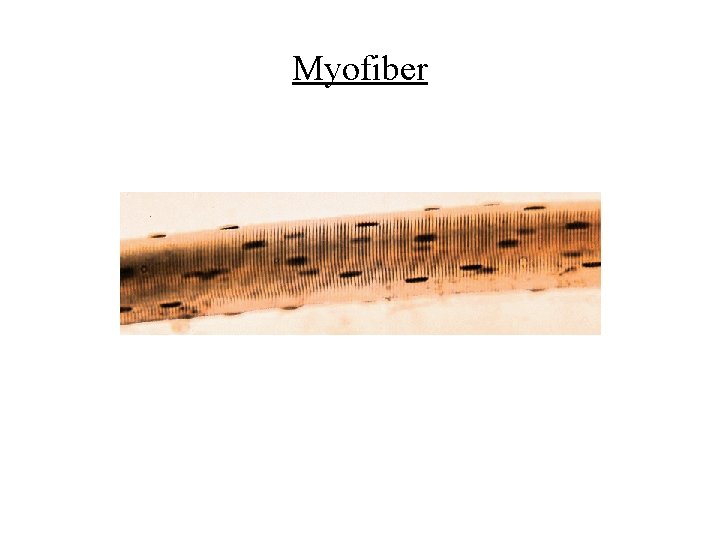 Myofiber 