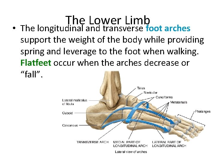 The Leg Much like the forearm bones the