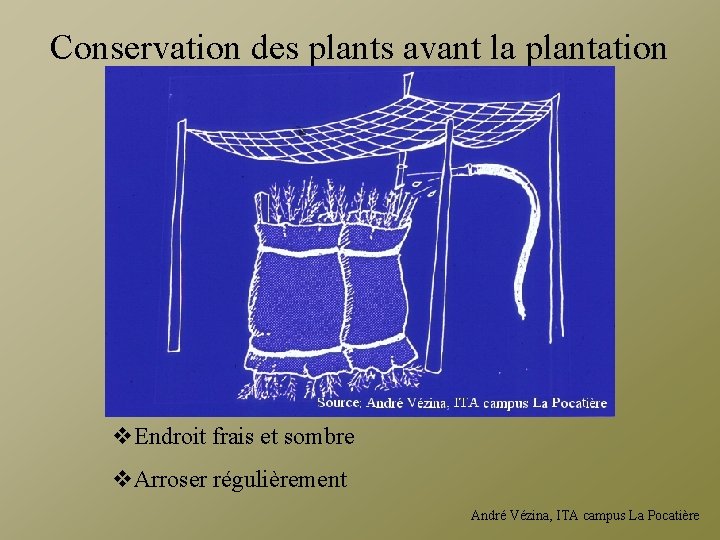 Conservation des plants avant la plantation v. Endroit frais et sombre v. Arroser régulièrement