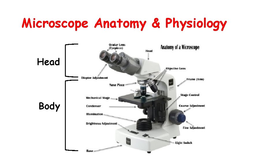 Microscope Anatomy & Physiology Head Body 