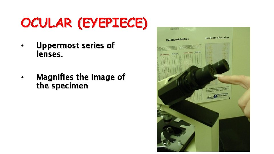 OCULAR (EYEPIECE) • Uppermost series of lenses. • Magnifies the image of the specimen