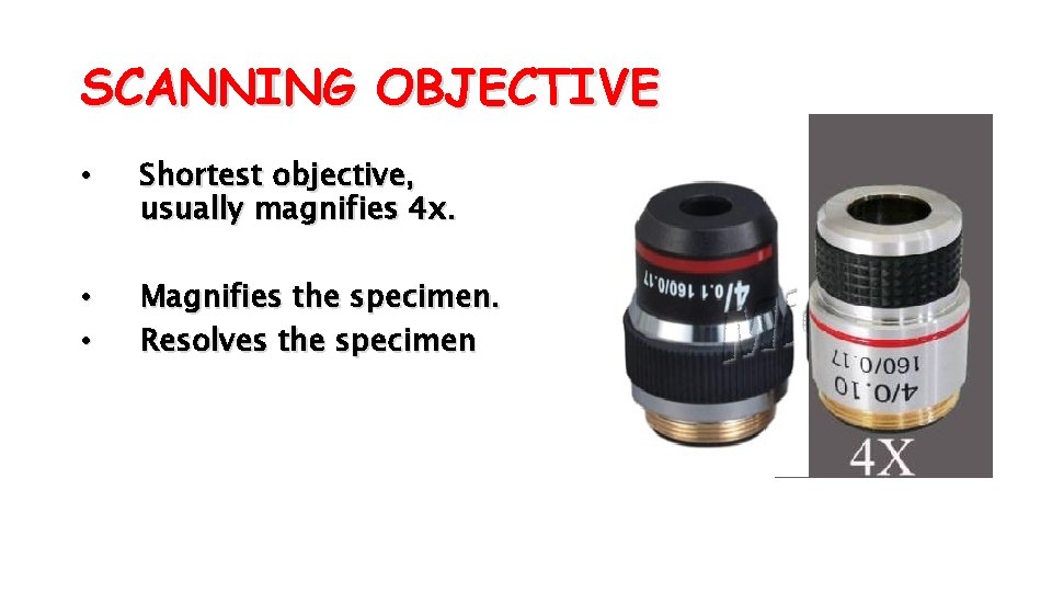 SCANNING OBJECTIVE • Shortest objective, usually magnifies 4 x. • • Magnifies the specimen.