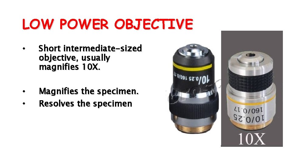LOW POWER OBJECTIVE • Short intermediate-sized objective, usually magnifies 10 X. • • Magnifies