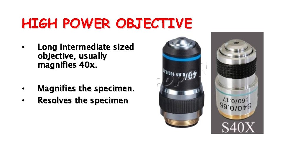 HIGH POWER OBJECTIVE • Long intermediate sized objective, usually magnifies 40 x. • •