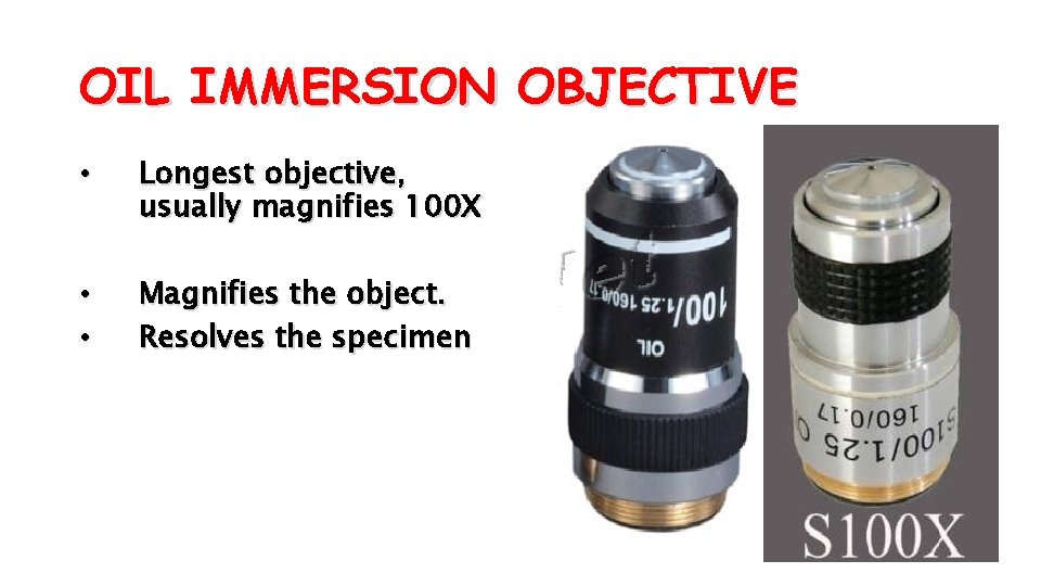 OIL IMMERSION OBJECTIVE • Longest objective, usually magnifies 100 X • • Magnifies the