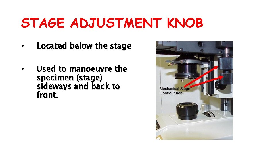 STAGE ADJUSTMENT KNOB • Located below the stage • Used to manoeuvre the specimen