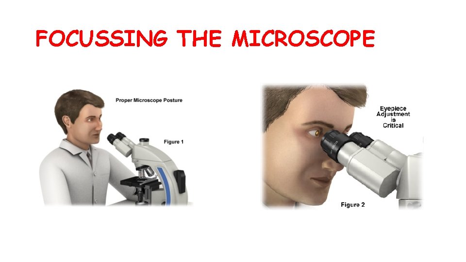 FOCUSSING THE MICROSCOPE 