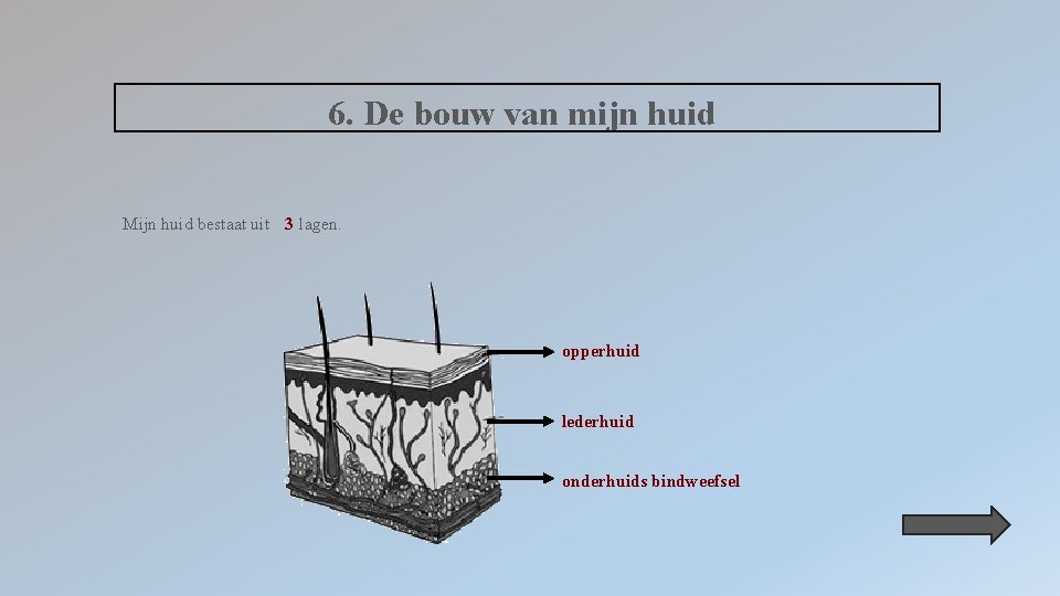 6. De bouw van mijn huid Mijn huid bestaat uit 3 lagen. opperhuid lederhuid