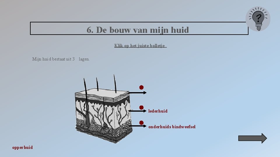 6. De bouw van mijn huid Klik op het juiste bolletje Mijn huid bestaat