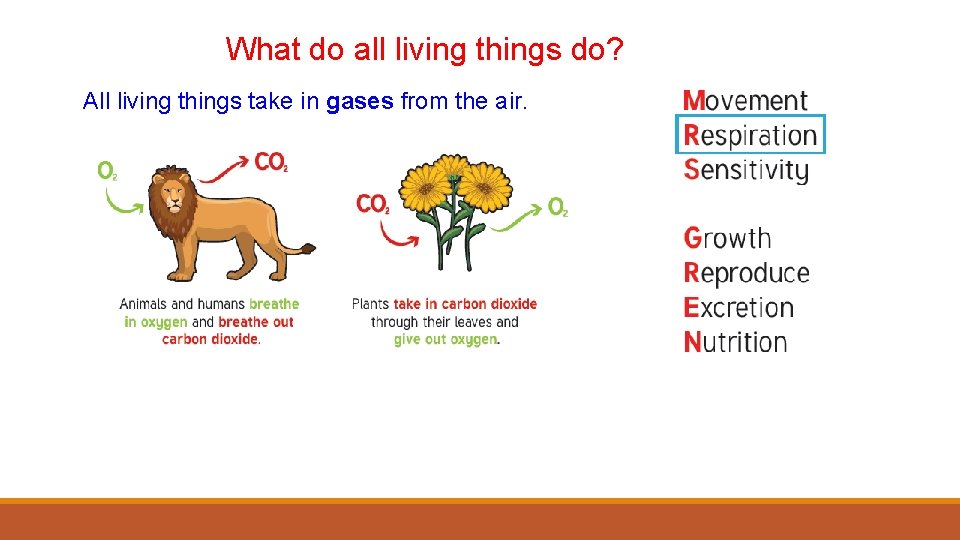 What do all living things do? All living things take in gases from the