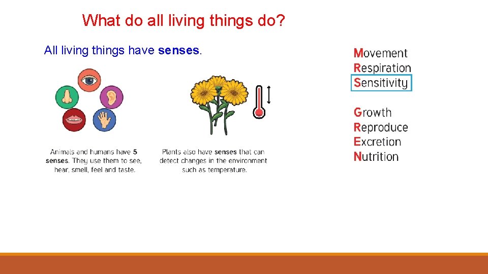What do all living things do? All living things have senses. 