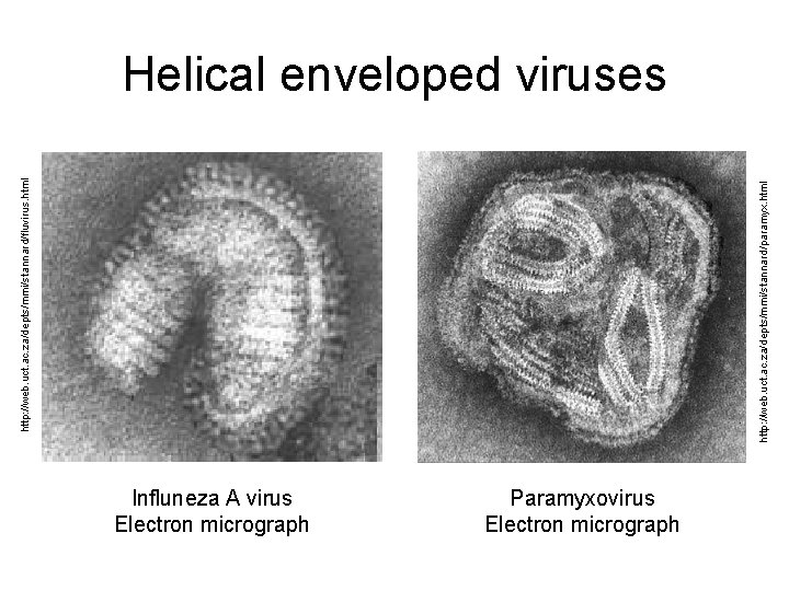 http: //web. uct. ac. za/depts/mmi/stannard/paramyx. html http: //web. uct. ac. za/depts/mmi/stannard/fluvirus. html Helical enveloped