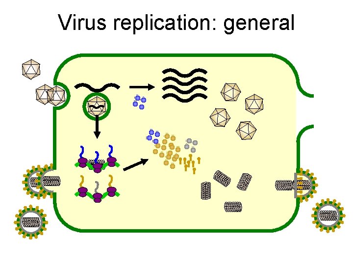 Virus replication: general 