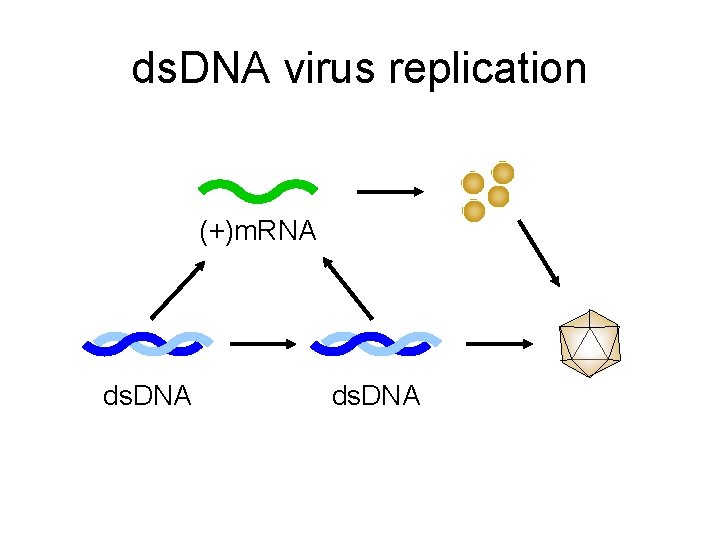 ds. DNA virus replication (+)m. RNA ds. DNA 