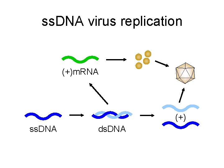 ss. DNA virus replication (+)m. RNA (+) ss. DNA ds. DNA 