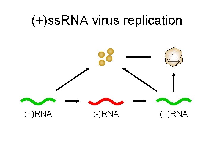 (+)ss. RNA virus replication (+)RNA (-)RNA (+)RNA 