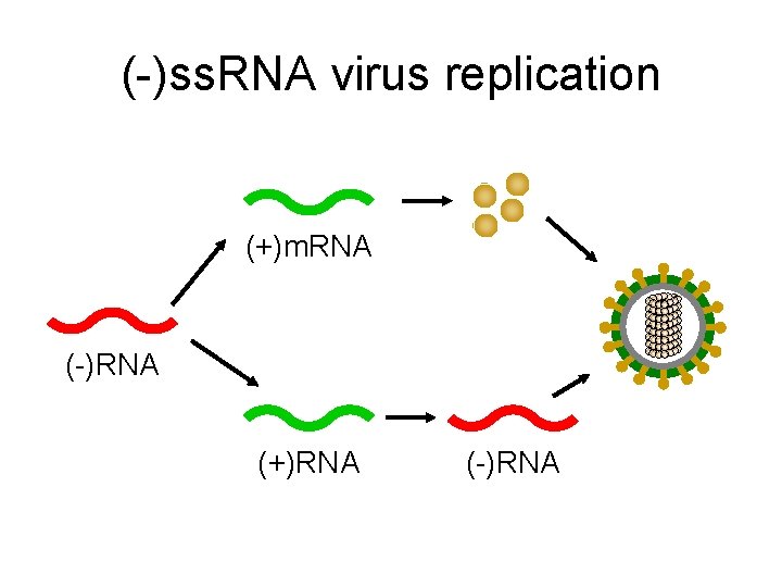 (-)ss. RNA virus replication (+)m. RNA (-)RNA (+)RNA (-)RNA 
