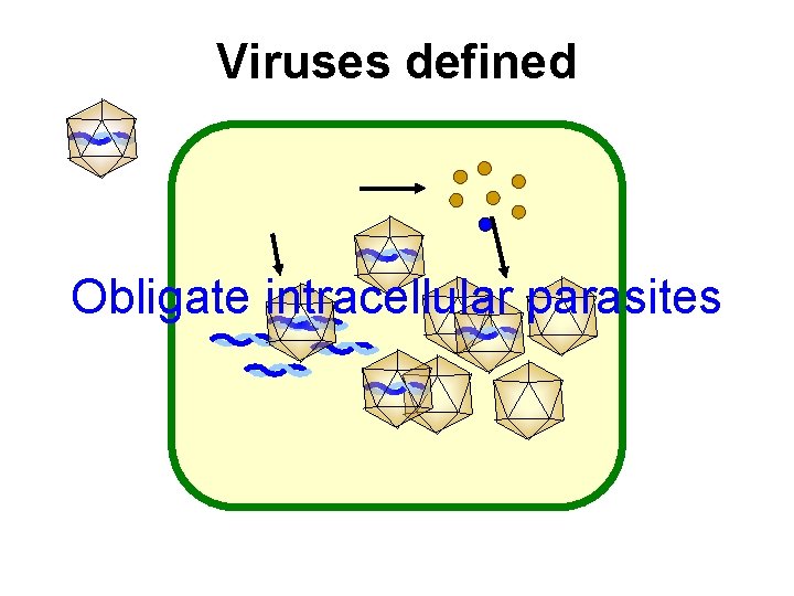Viruses defined Obligate intracellular parasites 