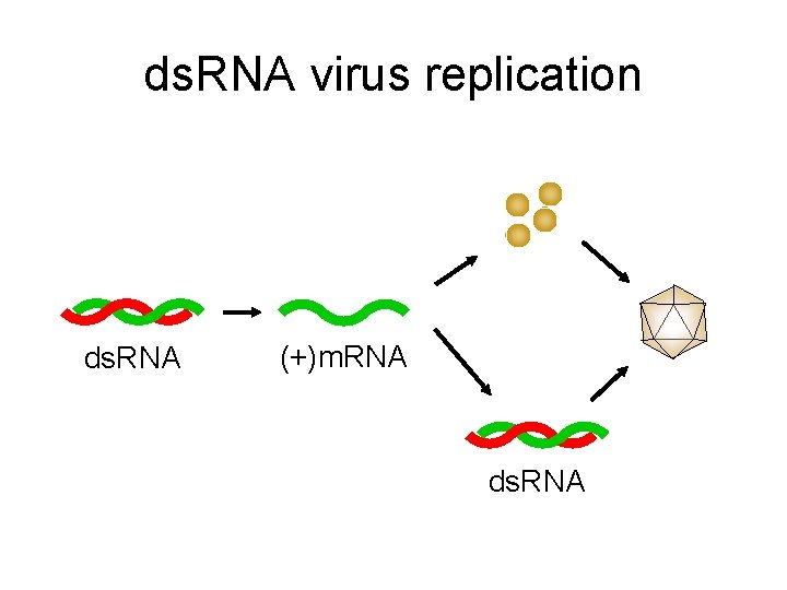 ds. RNA virus replication ds. RNA (+)m. RNA ds. RNA 