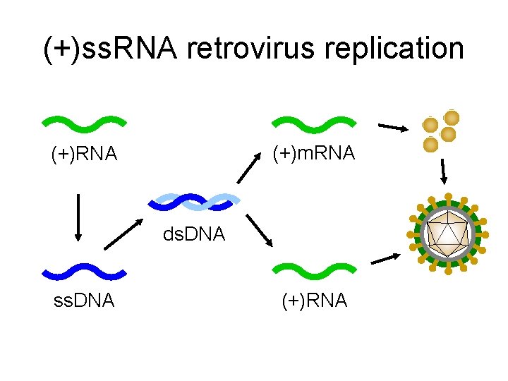 (+)ss. RNA retrovirus replication (+)m. RNA (+)RNA ds. DNA ss. DNA (+)RNA 