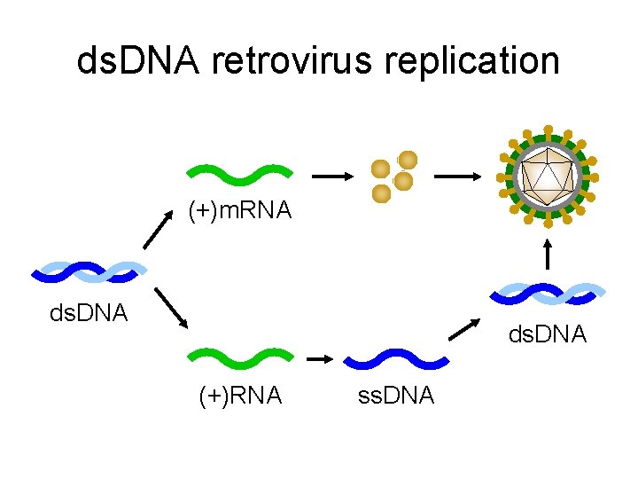 ds. DNA retrovirus replication (+)m. RNA ds. DNA (+)RNA ss. DNA 