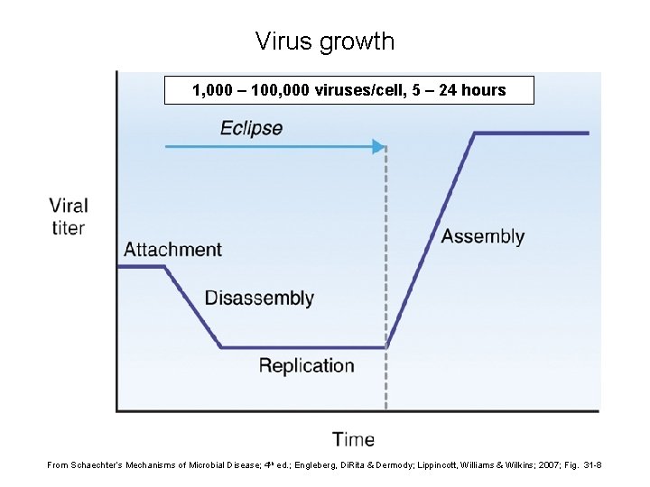 Virus growth 1, 000 – 100, 000 viruses/cell, 5 – 24 hours From Schaechter’s