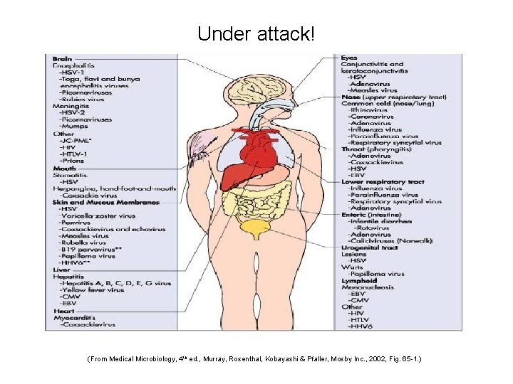 Under attack! (From Medical Microbiology, 4 th ed. , Murray, Rosenthal, Kobayashi & Pfaller,