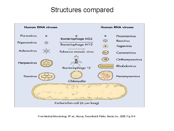 Structures compared From Medical Microbiology, 5 th ed. , Murray, Rosenthal & Pfaller, Mosby
