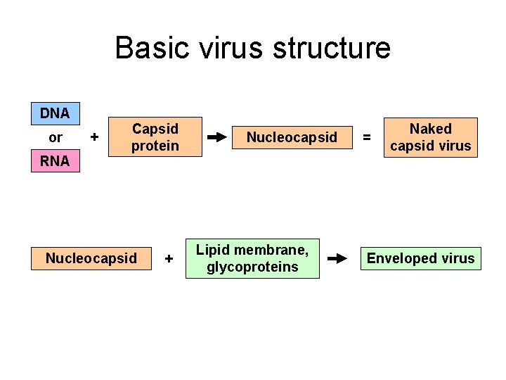 Basic virus structure DNA or RNA + Capsid protein Nucleocapsid + Nucleocapsid Lipid membrane,