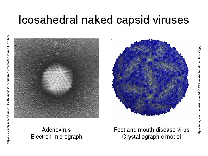 http: //www. ncbi. nlm. nih. gov/ICTVdb/Images/Ackerman/Animalvi/Adenovir/799 -16. htm Adenovirus Electron micrograph Foot and mouth