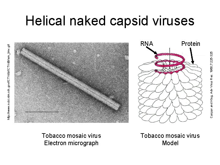 Helical naked capsid viruses Protein Caspar and Klug, Adv Virus Res. 1960; 7: 225