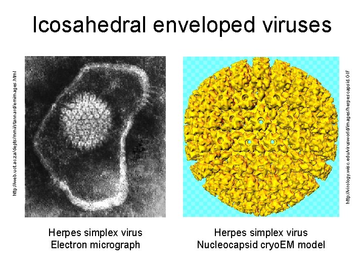 http: //web. uct. ac. za/depts/mmi/stannard/emimages. html http: //virology. wisc. edu/virusworld/images/herpescapsid. GIF Icosahedral enveloped viruses
