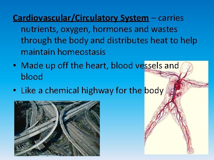 Cardiovascular/Circulatory System – carries nutrients, oxygen, hormones and wastes through the body and distributes