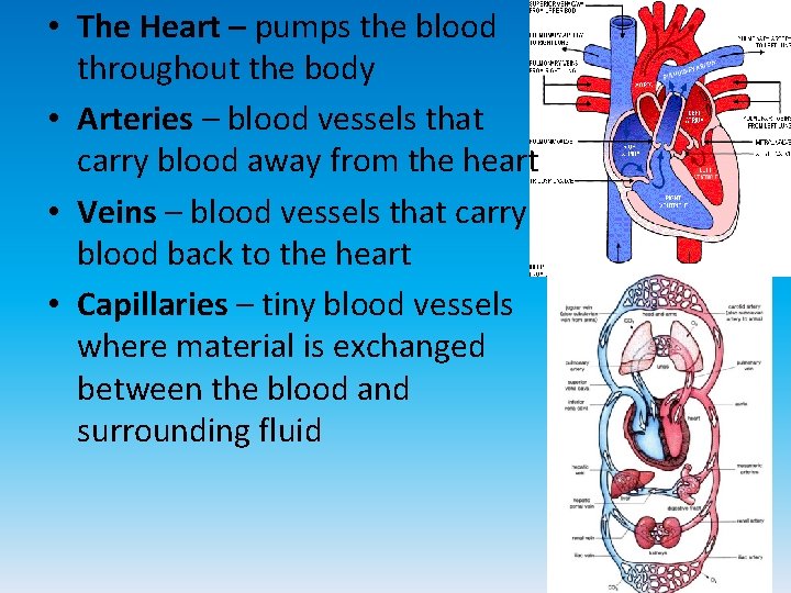  • The Heart – pumps the blood throughout the body • Arteries –
