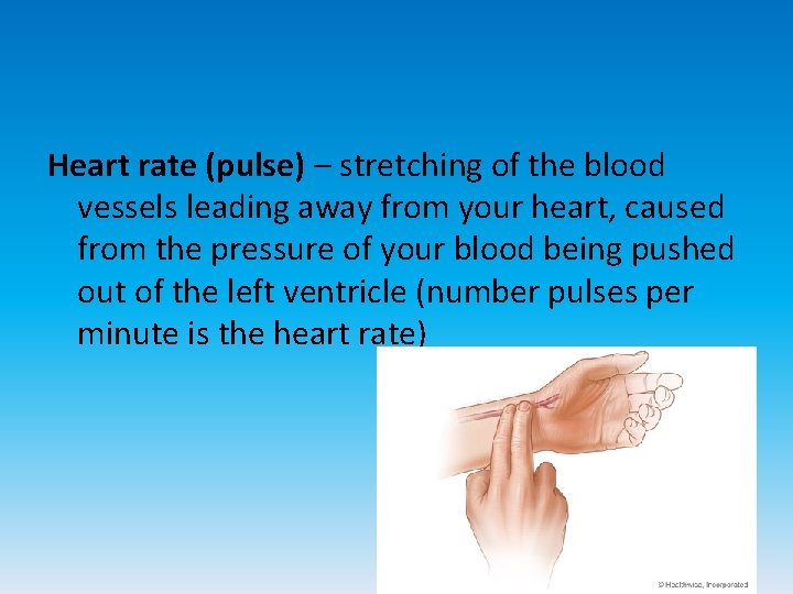Heart rate (pulse) – stretching of the blood vessels leading away from your heart,