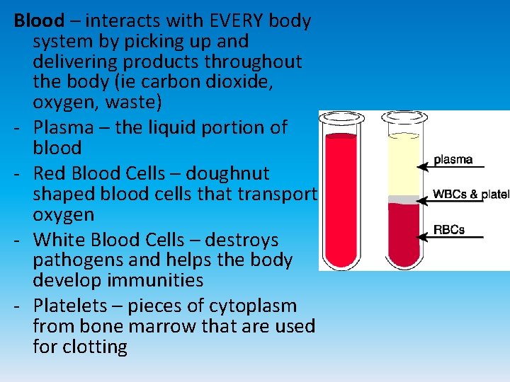 Blood – interacts with EVERY body system by picking up and delivering products throughout
