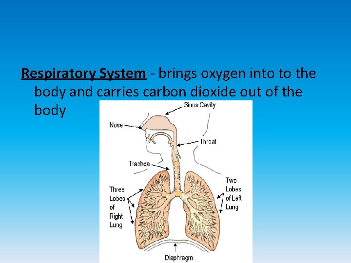 Respiratory System - brings oxygen into to the body and carries carbon dioxide out