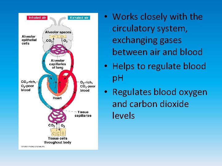  • Works closely with the circulatory system, exchanging gases between air and blood