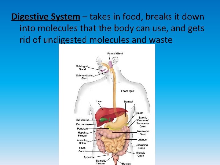 Digestive System – takes in food, breaks it down into molecules that the body