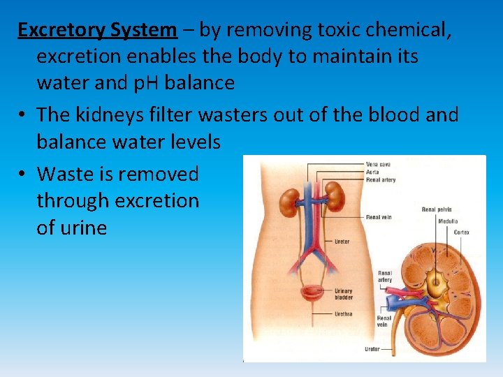 Excretory System – by removing toxic chemical, excretion enables the body to maintain its