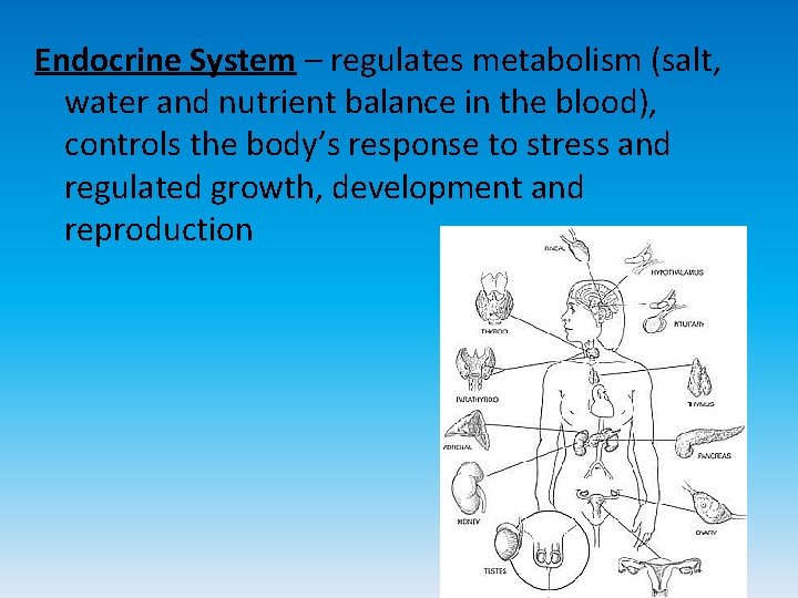 Endocrine System – regulates metabolism (salt, water and nutrient balance in the blood), controls