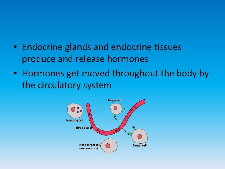  • Endocrine glands and endocrine tissues produce and release hormones • Hormones get